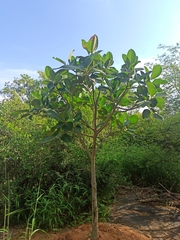 Terminalia catappa