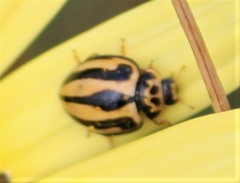 Cheilomenes propinqua