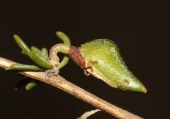 Aspalathus spinosa flavispina