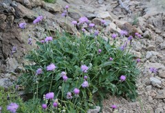 Psephellus leucophyllus