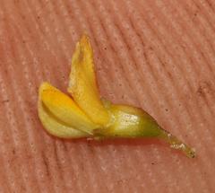 Aspalathus spinosa flavispina