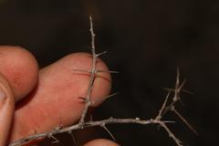 Aspalathus spinosa flavispina