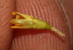 Aspalathus spinosa flavispina