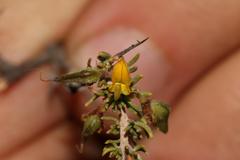 Aspalathus spinosa flavispina