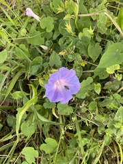 Ipomoea ficifolia