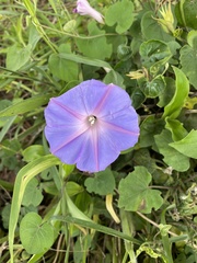Ipomoea ficifolia