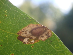 Phyllonorycter basistrigella