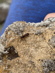 Pseudocnemodus canadensis