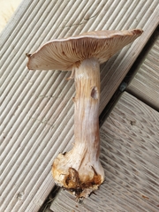 Cortinarius caesiocanescens