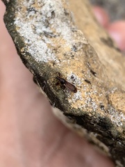 Pseudocnemodus canadensis