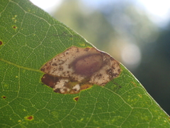 Phyllonorycter basistrigella
