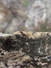 Pseudocnemodus canadensis