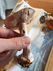 Cortinarius caesiocanescens