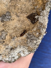 Pseudocnemodus canadensis