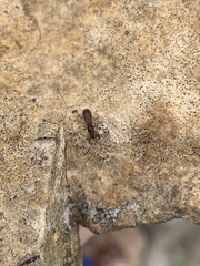 Pseudocnemodus canadensis