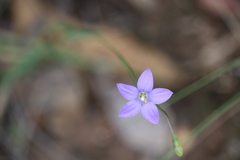 Wahlenbergia gymnoclada