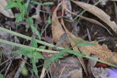 Wahlenbergia gymnoclada