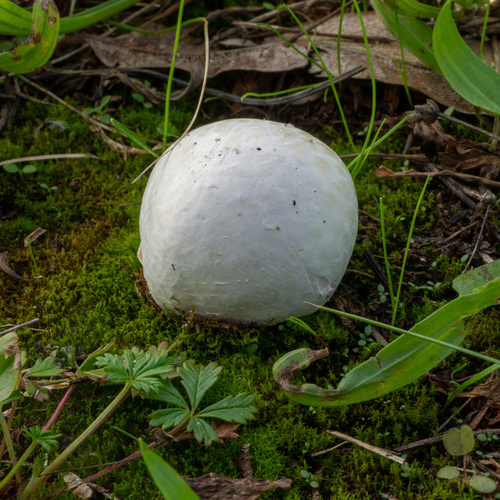 vatovec obrovský (Calvatia gigantea)