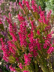 Calluna