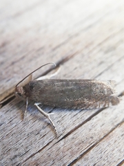 Grapholita tenebrosana