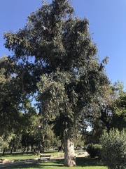 Eucalyptus globulus
