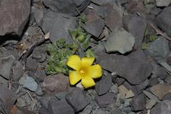 Oxalis melanosticta melanosticta