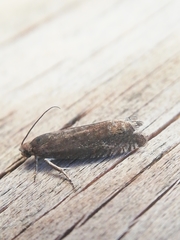 Grapholita tenebrosana