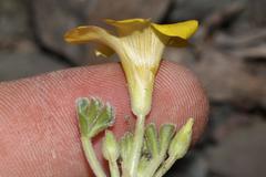 Oxalis melanosticta melanosticta