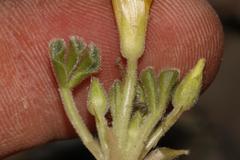 Oxalis melanosticta melanosticta