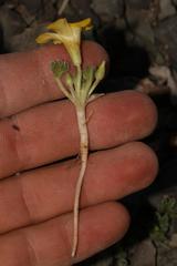 Oxalis melanosticta melanosticta