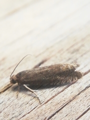 Grapholita tenebrosana