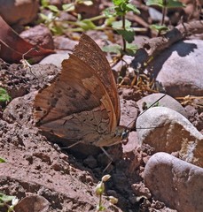 Archaeoprepona chromus chromus
