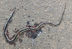 Thamnosophis lateralis