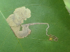 Ectoedemia trinotata