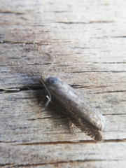 Grapholita tenebrosana