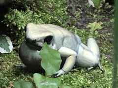 Phyllobates terribilis