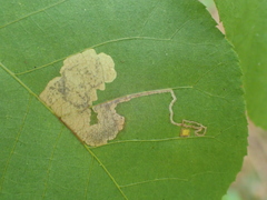Ectoedemia trinotata