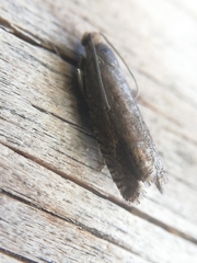 Grapholita tenebrosana