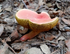 Xerocomellus armeniacus