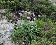 Psephellus hypoleucus