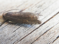 Grapholita tenebrosana