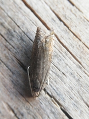 Grapholita tenebrosana