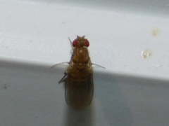 Drosophila