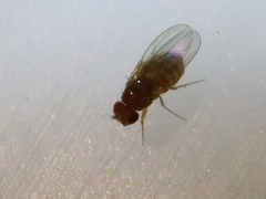 Drosophila