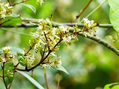 Ichnocarpus frutescens
