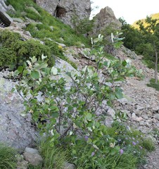 Aria umbellata