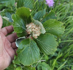 Aria umbellata