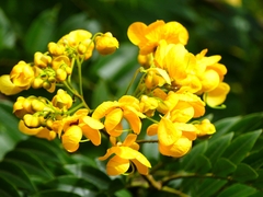 Senna spectabilis