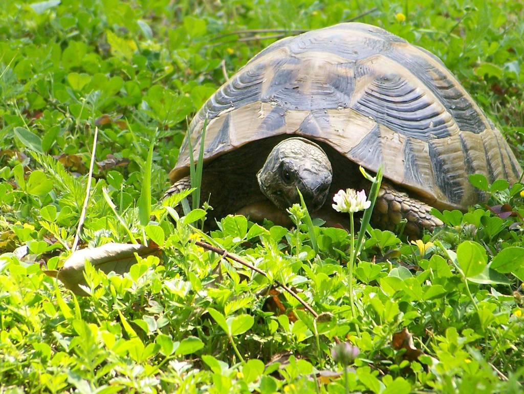 Photo by Dimitris Papakyriakos
