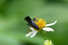 Scolia superciliaris